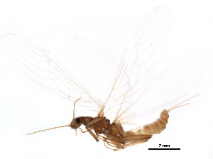  ( - CCDB-24287-A04)  @11 [ ] CreativeCommons - Attribution (2015) CBG Photography Group Centre for Biodiversity Genomics