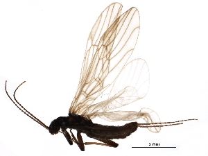  ( - CCDB-24287-A08)  @13 [ ] CreativeCommons - Attribution (2015) CBG Photography Group Centre for Biodiversity Genomics