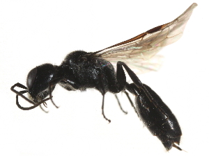  ( - CCDB-28918-C12)  @14 [ ] CreativeCommons - Attribution (2015) CBG Photography Group Centre for Biodiversity Genomics