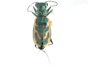  ( - CCDB-28919-A08)  @13 [ ] CreativeCommons - Attribution (2015) CBG Photography Group Centre for Biodiversity Genomics
