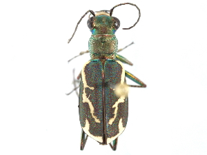  (Cylindera terricola - CCDB-28919-A09)  @14 [ ] CreativeCommons - Attribution (2015) CBG Photography Group Centre for Biodiversity Genomics