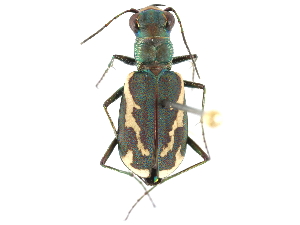  ( - CCDB-28919-A10)  @14 [ ] CreativeCommons - Attribution (2015) CBG Photography Group Centre for Biodiversity Genomics