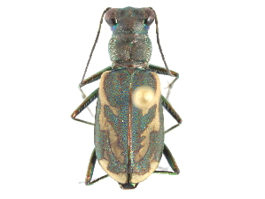  (Cylindera terricola - CCDB-28919-A11)  @14 [ ] CreativeCommons - Attribution (2015) CBG Photography Group Centre for Biodiversity Genomics