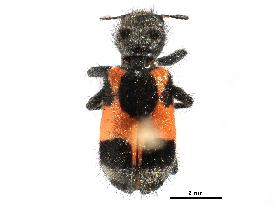  ( - CCDB-28920-C06)  @11 [ ] CreativeCommons - Attribution (2015) CBG Photography Group Centre for Biodiversity Genomics