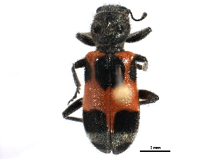  ( - CCDB-28920-C10)  @11 [ ] CreativeCommons - Attribution (2015) CBG Photography Group Centre for Biodiversity Genomics
