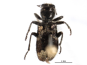  ( - CCDB-28920-C11)  @11 [ ] CreativeCommons - Attribution (2015) CBG Photography Group Centre for Biodiversity Genomics