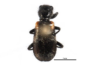  ( - CCDB-28920-C12)  @11 [ ] CreativeCommons - Attribution (2015) CBG Photography Group Centre for Biodiversity Genomics