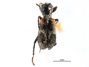  (Enoclerus schaefferi - CCDB-28920-D01)  @11 [ ] CreativeCommons - Attribution (2015) CBG Photography Group Centre for Biodiversity Genomics