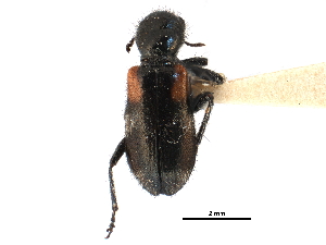  ( - CCDB-28920-D02)  @11 [ ] CreativeCommons - Attribution (2015) CBG Photography Group Centre for Biodiversity Genomics