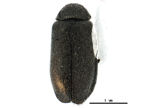  ( - CCDB-28920-D06)  @11 [ ] CreativeCommons - Attribution (2015) CBG Photography Group Centre for Biodiversity Genomics