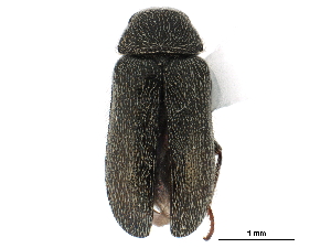  ( - CCDB-28920-D09)  @11 [ ] CreativeCommons - Attribution (2015) CBG Photography Group Centre for Biodiversity Genomics