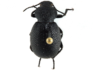  ( - CCDB-28921-E05)  @14 [ ] CreativeCommons - Attribution (2015) CBG Photography Group Centre for Biodiversity Genomics