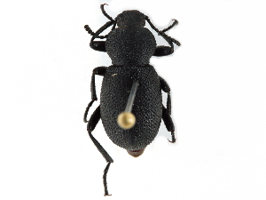  ( - CCDB-28921-E09)  @14 [ ] CreativeCommons - Attribution (2015) CBG Photography Group Centre for Biodiversity Genomics