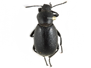  ( - CCDB-28921-F10)  @13 [ ] CreativeCommons - Attribution (2015) CBG Photography Group Centre for Biodiversity Genomics