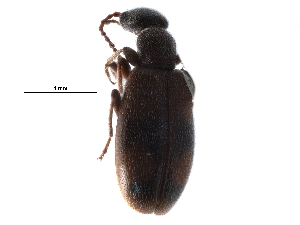  ( - CCDB-28922-D05)  @12 [ ] CreativeCommons - Attribution (2015) CBG Photography Group Centre for Biodiversity Genomics