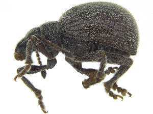  ( - CCDB-28923-F07)  @11 [ ] CreativeCommons - Attribution (2015) CBG Photography Group Centre for Biodiversity Genomics
