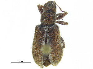  ( - CCDB-28923-G06)  @11 [ ] CreativeCommons - Attribution (2015) CBG Photography Group Centre for Biodiversity Genomics
