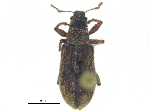  ( - CCDB-28923-G07)  @11 [ ] CreativeCommons - Attribution (2015) CBG Photography Group Centre for Biodiversity Genomics
