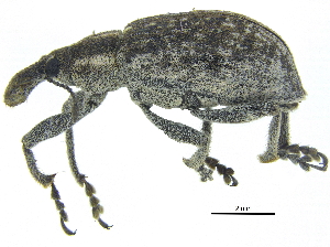  ( - CCDB-28924-D07)  @11 [ ] CreativeCommons - Attribution (2015) CBG Photography Group Centre for Biodiversity Genomics