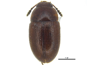  ( - CCDB-28924-G08)  @11 [ ] CreativeCommons - Attribution (2015) CBG Photography Group Centre for Biodiversity Genomics