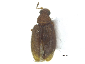  ( - CCDB-28924-H11)  @11 [ ] CreativeCommons - Attribution (2015) CBG Photography Group Centre for Biodiversity Genomics