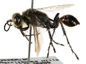  ( - CCDB-28925-E11)  @14 [ ] CreativeCommons - Attribution (2015) CBG Photography Group Centre for Biodiversity Genomics