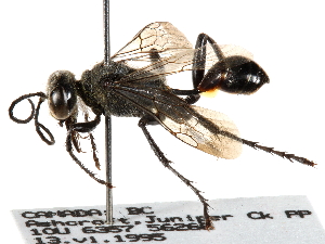  ( - CCDB-28925-F01)  @14 [ ] CreativeCommons - Attribution (2015) CBG Photography Group Centre for Biodiversity Genomics