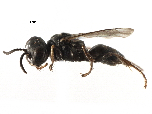  (Plenoculus davisi - CCDB-28926-C05)  @11 [ ] CreativeCommons - Attribution (2015) CBG Photography Group Centre for Biodiversity Genomics