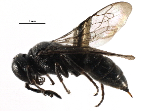 ( - CCDB-28926-C07)  @11 [ ] CreativeCommons - Attribution (2015) CBG Photography Group Centre for Biodiversity Genomics