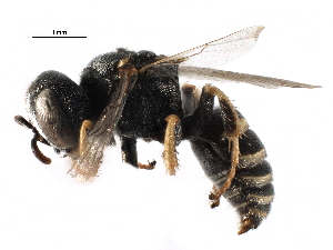  ( - CCDB-28926-C10)  @14 [ ] CreativeCommons - Attribution (2015) CBG Photography Group Centre for Biodiversity Genomics