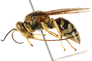  ( - CCDB-28926-H10)  @14 [ ] CreativeCommons - Attribution (2015) CBG Photography Group Centre for Biodiversity Genomics