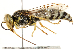  ( - CCDB-28926-H11)  @11 [ ] CreativeCommons - Attribution (2015) CBG Photography Group Centre for Biodiversity Genomics