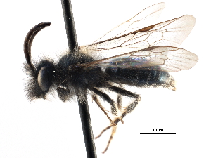  (Andrena caerulea - CCDB-28927-D06)  @14 [ ] CreativeCommons - Attribution (2015) CBG Photography Group Centre for Biodiversity Genomics