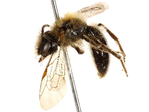  (Andrena ceanothifloris - CCDB-28927-D07)  @11 [ ] CreativeCommons - Attribution Non-Commercial Share-Alike (2015) CBG Photography Group Centre for Biodiversity Genomics