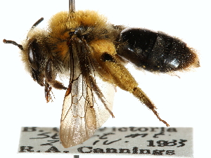  (Andrena subtilis - CCDB-28927-F05)  @11 [ ] CreativeCommons - Attribution Non-Commercial Share-Alike (2015) CBG Photography Group Centre for Biodiversity Genomics