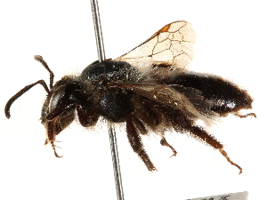  (Andrena vicinoides - CCDB-28927-F09)  @11 [ ] CreativeCommons - Attribution Non-Commercial Share-Alike (2015) CBG Photography Group Centre for Biodiversity Genomics