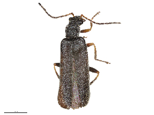  ( - CCDB-35813-A08)  @11 [ ] CreativeCommons - Attribution (2020) CBG Photography Group Centre for Biodiversity Genomics