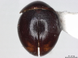  ( - CCDB-35813-F07)  @11 [ ] CreativeCommons - Attribution (2020) CBG Photography Group Centre for Biodiversity Genomics