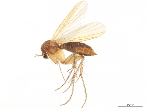  ( - CCDB-35814-B06)  @13 [ ] CreativeCommons - Attribution (2020) CBG Photography Group Centre for Biodiversity Genomics