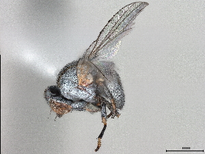  (Leucopis pulvinariae - CCDB-35914-A05)  @11 [ ] CreativeCommons - Attribution (2020) CBG Photography Group Centre for Biodiversity Genomics