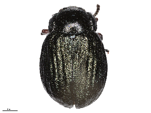  ( - CCDB-35813-A06)  @11 [ ] CreativeCommons - Attribution (2020) CBG Photography Group Centre for Biodiversity Genomics