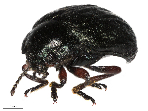  ( - CCDB-35813-A06)  @11 [ ] CreativeCommons - Attribution (2020) CBG Photography Group Centre for Biodiversity Genomics