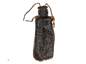  ( - CCDB-35813-A07)  @11 [ ] CreativeCommons - Attribution (2020) CBG Photography Group Centre for Biodiversity Genomics