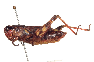  (Melanoplus frigidus - BIOUG02790-F12)  @14 [ ] CreativeCommons - Attribution (2012) CBG Photography Group Centre for Biodiversity Genomics