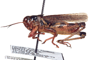  (Melanoplus kennicotti - BIOUG02790-G04)  @15 [ ] CreativeCommons - Attribution (2012) CBG Photography Group Centre for Biodiversity Genomics