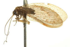  ( - BIOUG02794-G02)  @11 [ ] CreativeCommons - Attribution (2012) CBG Photography Group Centre for Biodiversity Genomics