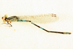  ( - BIOUG02811-E10)  @12 [ ] CreativeCommons - Attribution (2012) CBG Photography Group Centre for Biodiversity Genomics