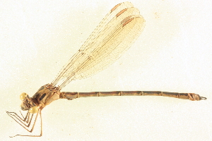  ( - BIOUG02812-H02)  @11 [ ] CreativeCommons - Attribution (2012) CBG Photography Group Centre for Biodiversity Genomics