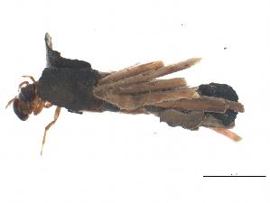  ( - BIOUG02798-C09)  @12 [ ] CreativeCommons - Attribution (2012) CBG Photography Group Centre for Biodiversity Genomics