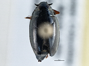  ( - BIOUG09881-C04)  @14 [ ] CreativeCommons - Attribution (2014) CBG Photography Group Centre for Biodiversity Genomics